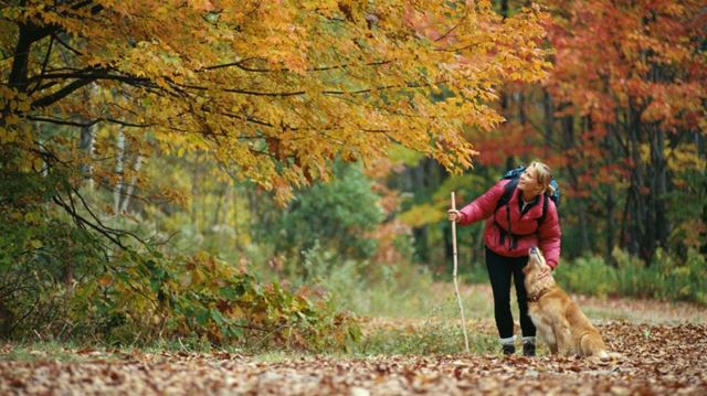 autumn dog friendly holiday